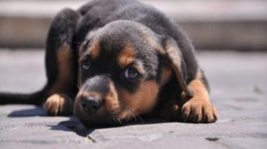 Odunpazarı&rsquo;ndan Hayvan Koruma G&ouml;revlilerine Eğitim