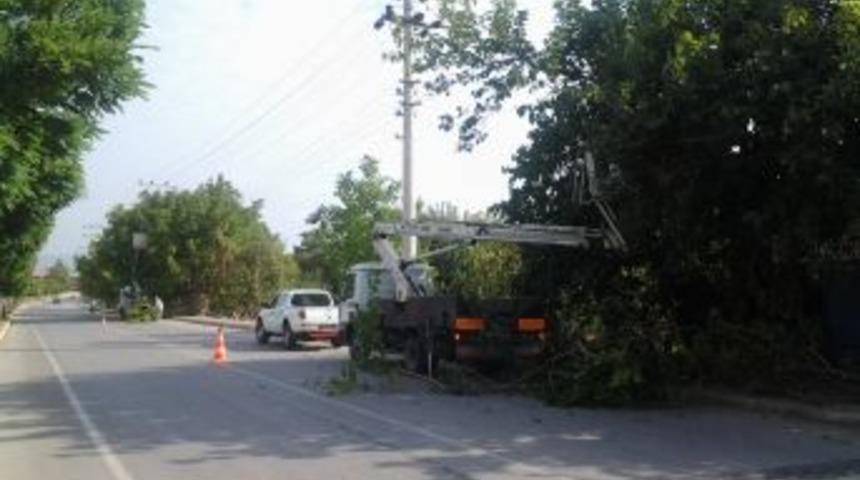 Ağa&ccedil; Budanmasını Engelleyenlere Su&ccedil; Duyurusu Yapıldı
