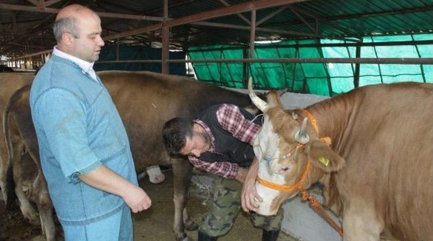 Kurbanlıklara Gebelik Testi