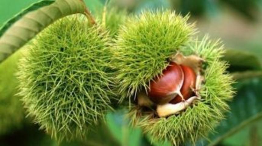 Kestane, Kastamonu&rsquo;da K&ouml;yl&uuml;lerin Y&uuml;z&uuml;n&uuml; G&uuml;ld&uuml;r&uuml;yor