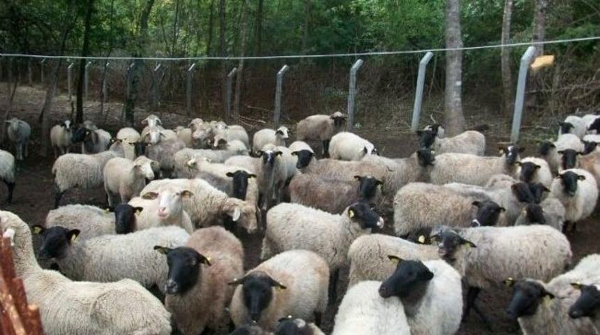 İl &Ouml;zel İdare Tarafından Y&uuml;r&uuml;t&uuml;len Tarımsal Destekleme Projeleri &Ccedil;aycuma&rsquo;da İncelendi