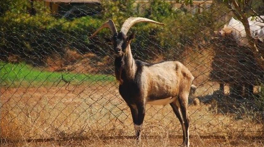 Marmaris Ve K&ouml;yceğiz'de Ke&ccedil;i &Ouml;l&uuml;mleri Devam Ediyor