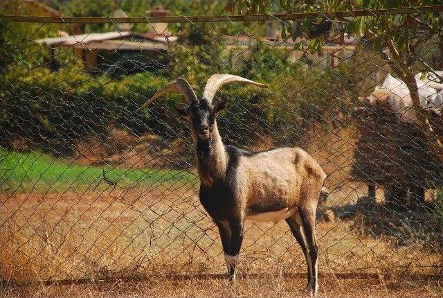 Marmaris Ve Köyceğiz'de Keçi Ölümleri Devam Ediyor