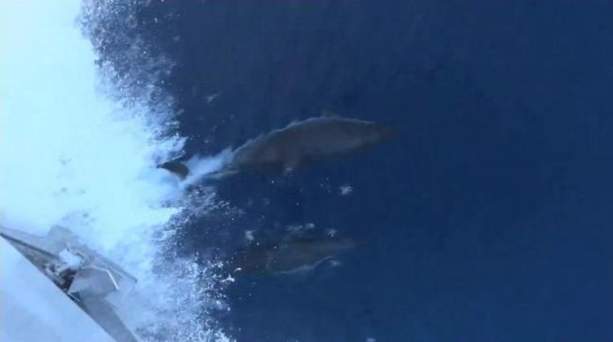 Yunusların Marmaris Şovu Devam Ediyor