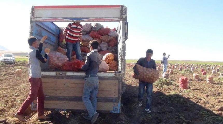 Bitlis’te Bu Yıl Patatesten 80 Milyon Lira Gelir Elde Edildi