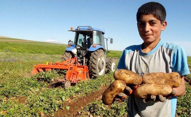 Bitlis’te Bu Yıl Patatesten 80 Milyon Lira Gelir Elde Edildi