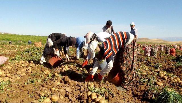 Bitlis’te Bu Yıl Patatesten 80 Milyon Lira Gelir Elde Edildi