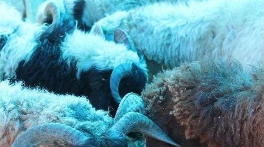 (özel Haber) 250 Liraya Kurbanlık