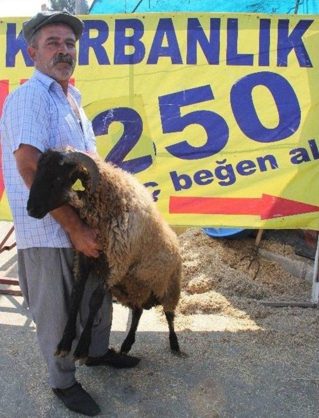 (özel Haber) 250 Liraya Kurbanlık 3
