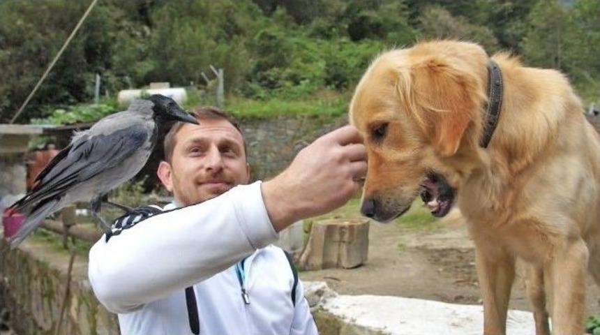 K&ouml;pek İle Karganın Kıskandıran Dostluğu