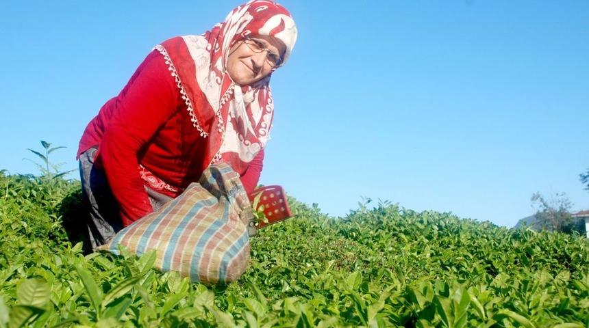 &Ccedil;aykur Alım Kampanyasında 650 Bin Tonu Aştı