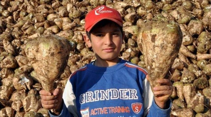 Suşehri&rsquo;nde Şeker Pancarı Alımları Başladı