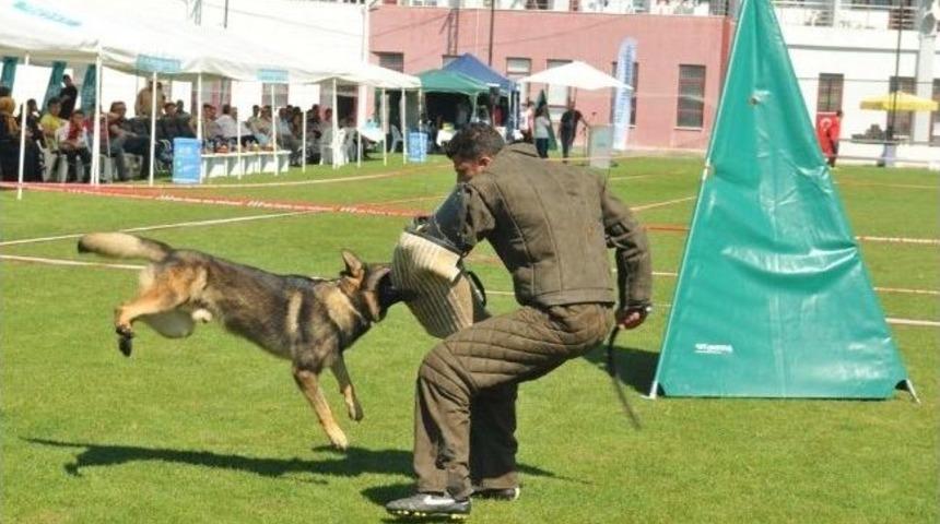 Alman &Ccedil;oban K&ouml;pekleri H&uuml;nerlerini Bursa&rsquo;da Sergiledi