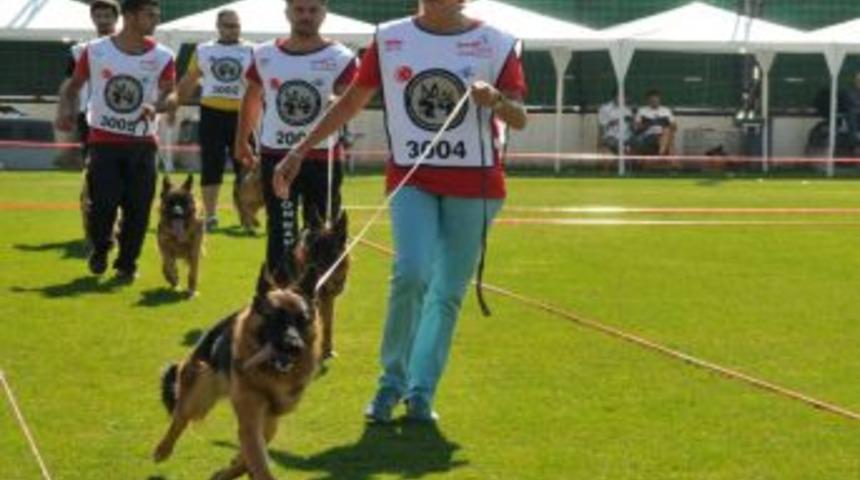 Alman &Ccedil;oban K&ouml;pekleri H&uuml;nerlerini Sergiledi