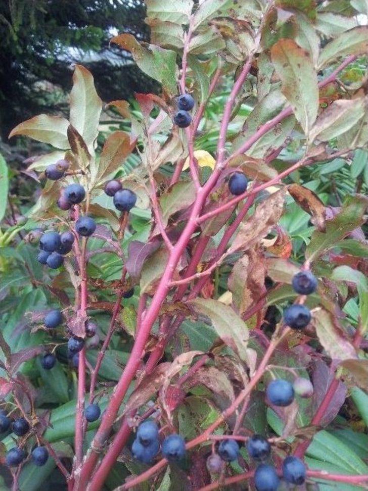 Maviyemiş Eylem Planı Hayata Ge&ccedil;iyor