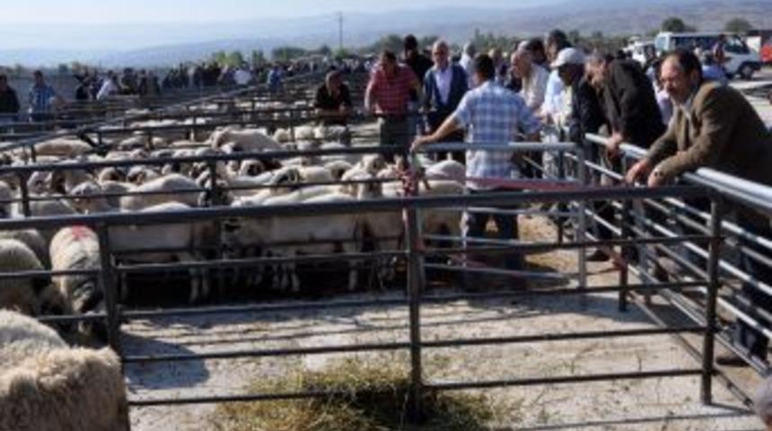 B&ouml;lgenin En B&uuml;y&uuml;k Hayvan Pazarı Erbaa'da A&ccedil;ıldı