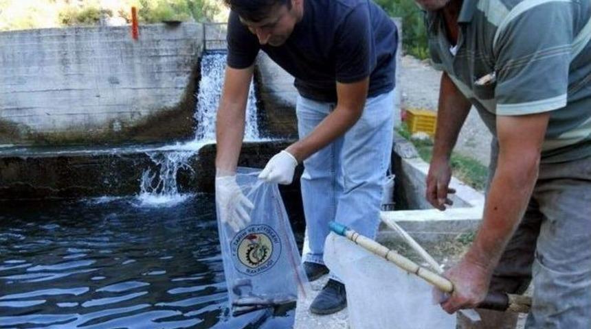 Dalaman&rsquo;da Alabalıklerdan Numune Alındı