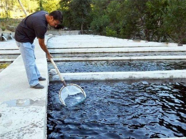 Dalaman’da Alabalıklerdan Numune Alındı