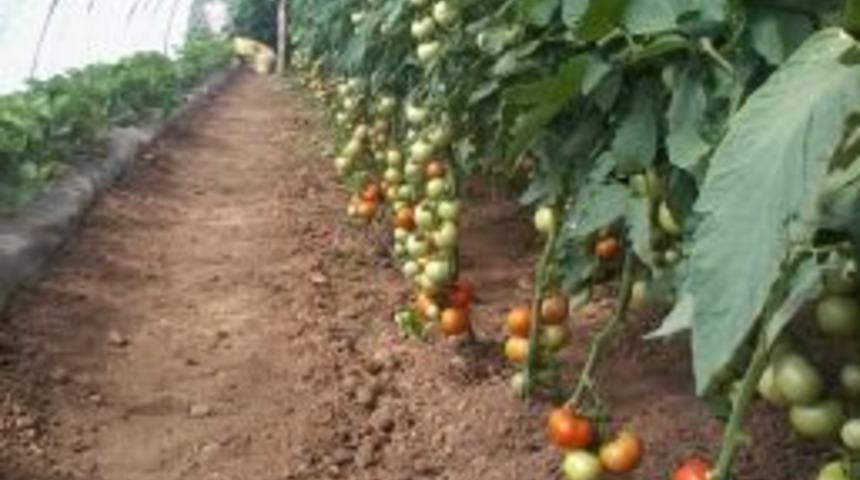 Afyonkarahisar 800 Bin Metrekareyle T&uuml;rkiye&rsquo;nin Seracılık Merkezi Olacak