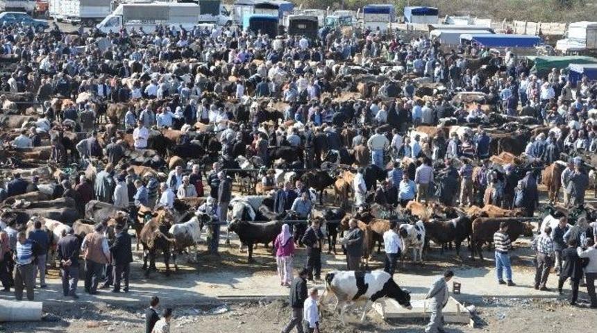 B&ouml;lgenin En B&uuml;y&uuml;k Hayvan Pazarı