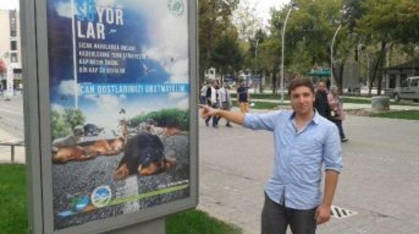 Sokak Hayvanlarına Dikkat &Ccedil;ekmek İ&ccedil;in Şehri Afişlerle Donattılar