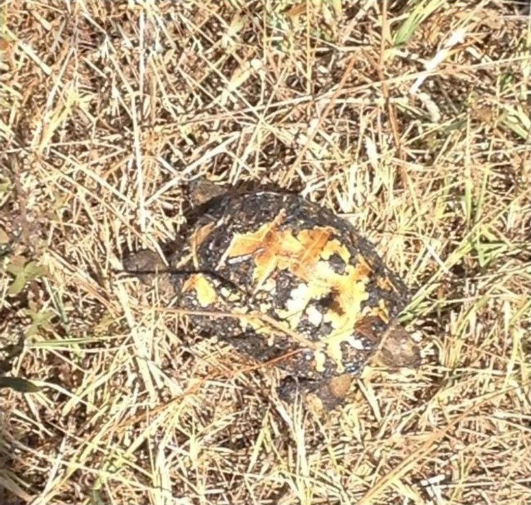 &Ccedil;ınarcık'ta Korkutan Arazi Yangını