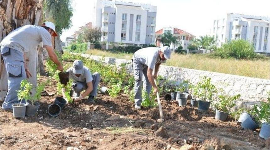Konyaaltı&rsquo;nda Yeşil Band Uygulaması