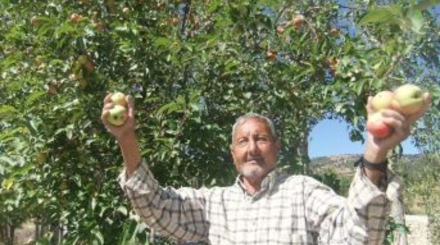 K&uuml;tahya'da Elma Bereketi