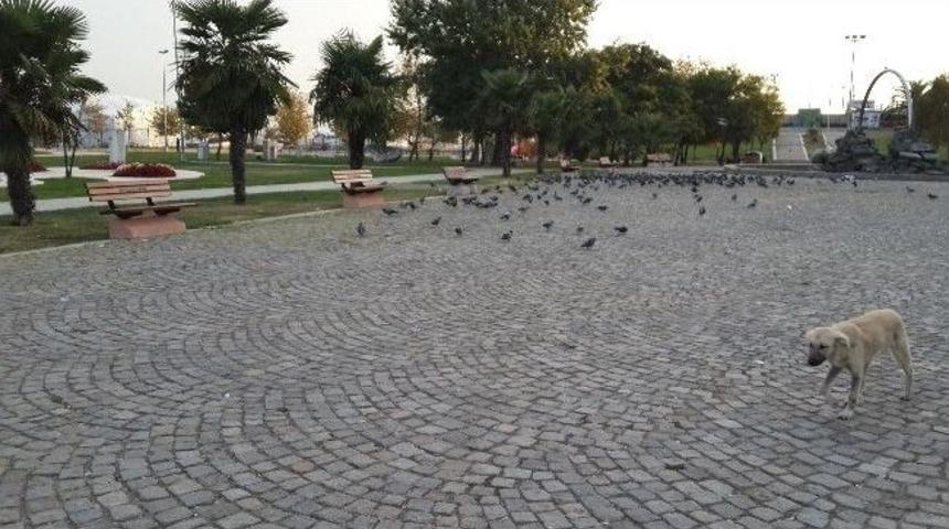 Sokak Hayvanlarına Otomatik Su Makinesi