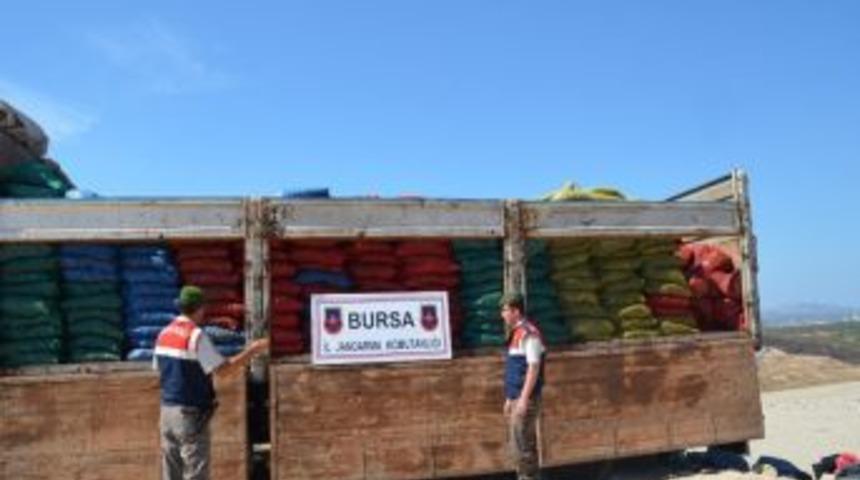 Jandarma Operasyon Yaptı, Bir Kamyon Ka&ccedil;ak Midye Yakalandı