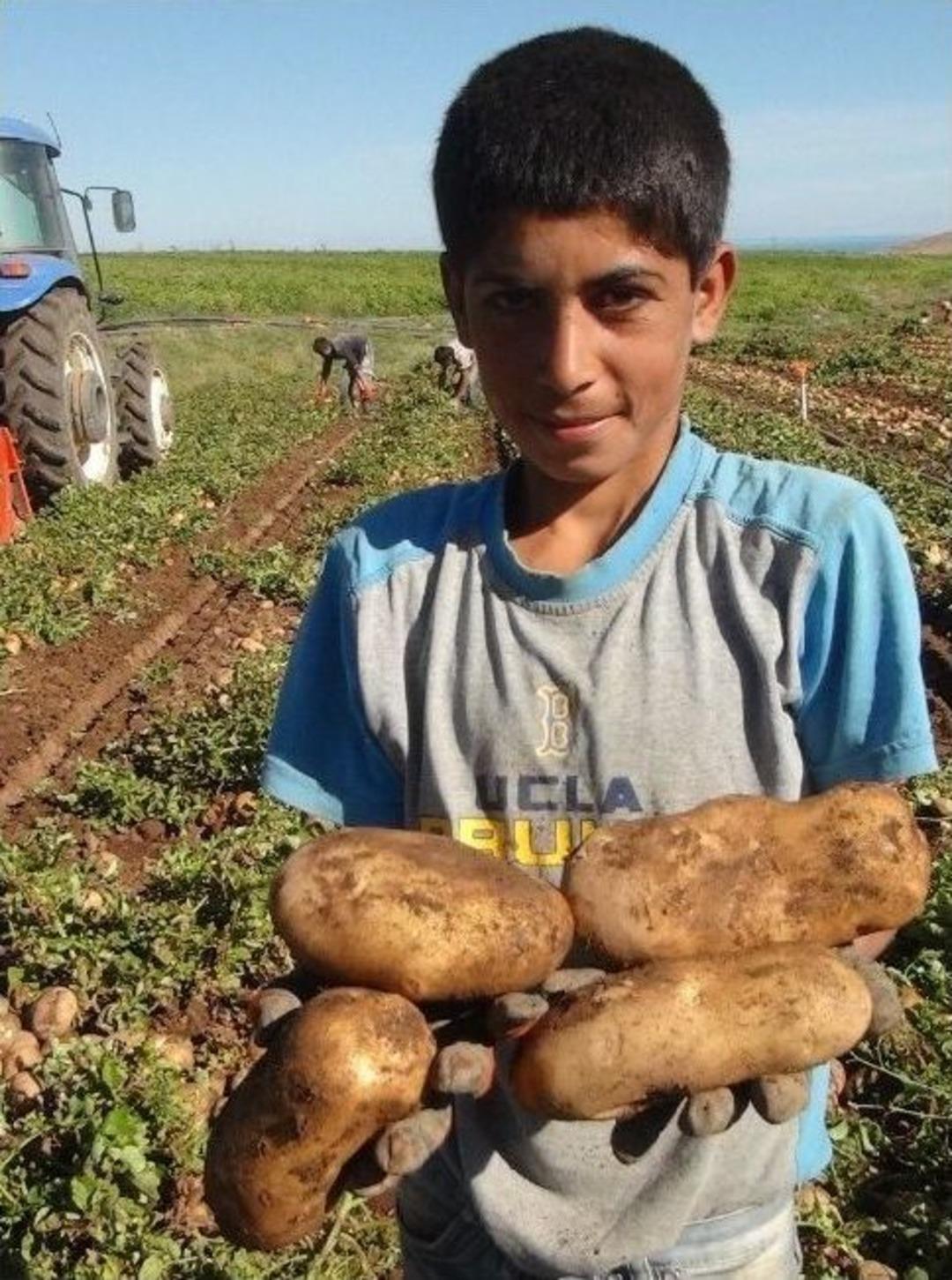 Bitlis&rsquo;te Bu Yıl Patatesten Y&uuml;ksek Verim Elde Edildi