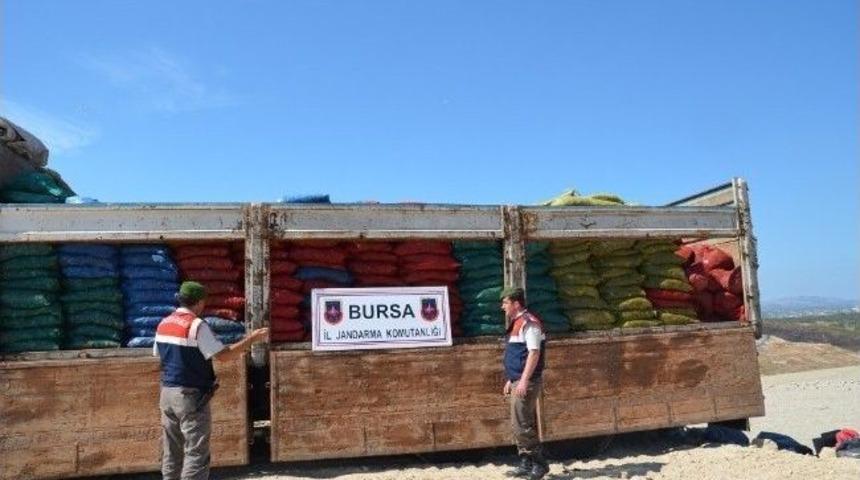 Bursa'da Tonlarca Ka&ccedil;ak Midye Ele Ge&ccedil;irildi