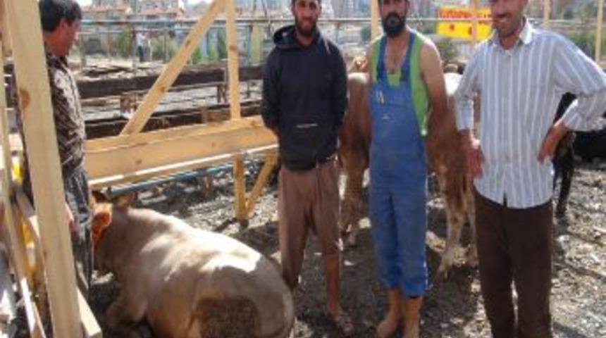 Kurbanlıklar İstanbul&rsquo;da Yerlerini Almaya Başladı