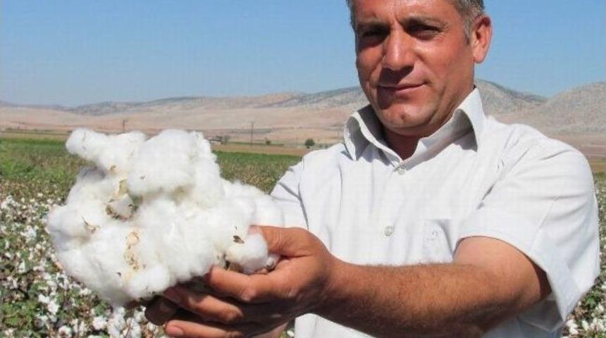 Araban Ovası&rsquo;nda Makineli Pamuk Hasadına Başlandı