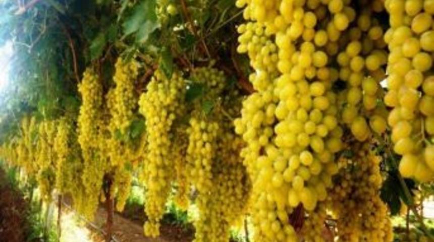 &Uuml;z&uuml;m Şifa Kaynağı