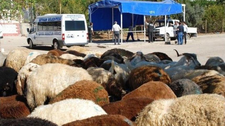 Seyhan'da Kurban Satış Ve Kesim Yerleri Belirlendi