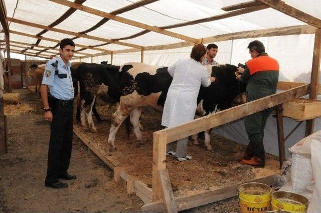 Çorlu’da Canlı Hayvan Pazarında Kurbanlıklar Satışa Sunuldu