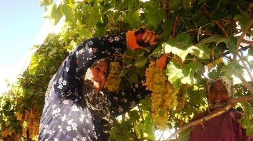 Sarıg&ouml;l&rsquo;de &Uuml;z&uuml;m Hasadı Devam Ediyor