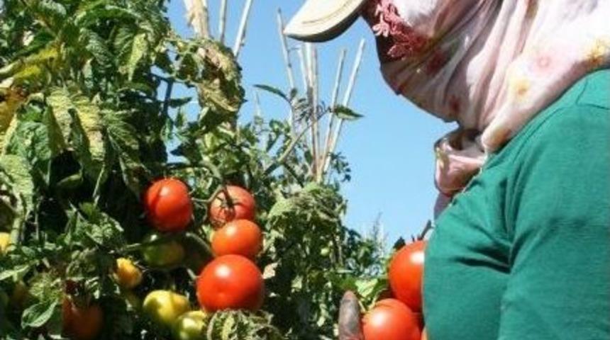 Gevaş Sebzesi Yurtdışına İhra&ccedil; Ediliyor