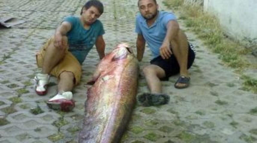 103 Kiloluk Balık Oltaya Takıldı