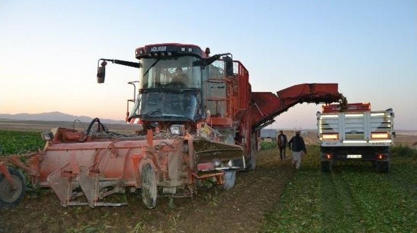 Kulu&rsquo;da Pancar Hasadı Ve Alımları Başladı