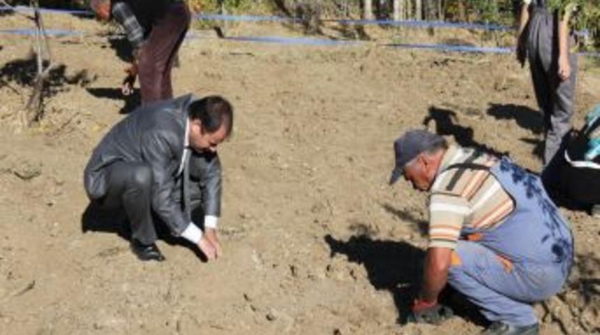 &Ccedil;amardı, T&uuml;rkiye'nin Salep Tedarik&ccedil;isi Olacak