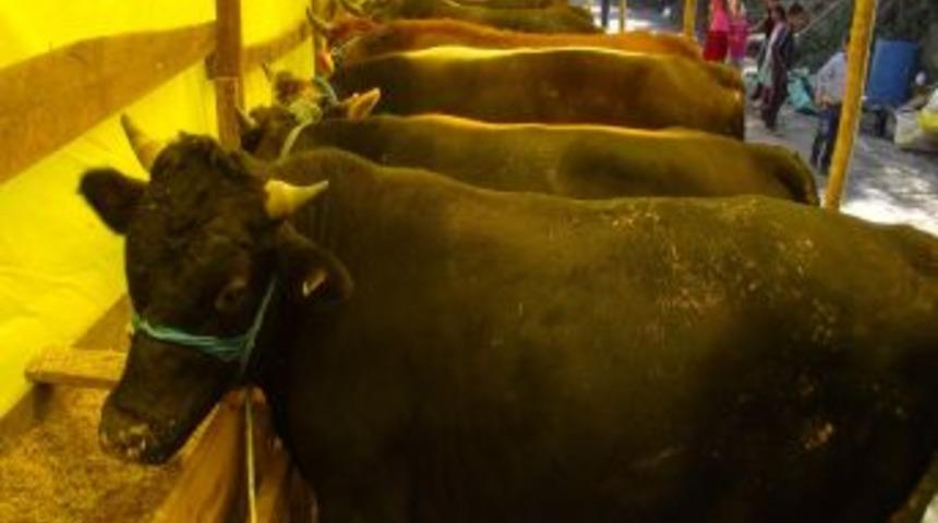 Zonguldak'ta Kurbanlıklar Pazarlara Indi