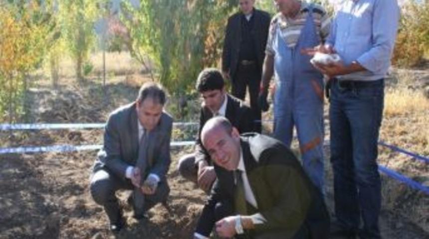 &Ccedil;amardı&rsquo;na Salep Bitkisi Dikildi