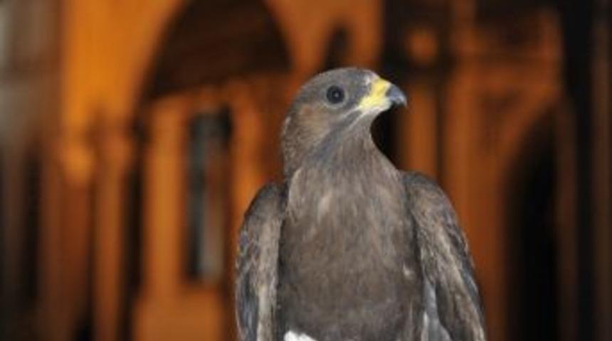 U&ccedil;amayan Şahin Diş Hastanesine Girdi