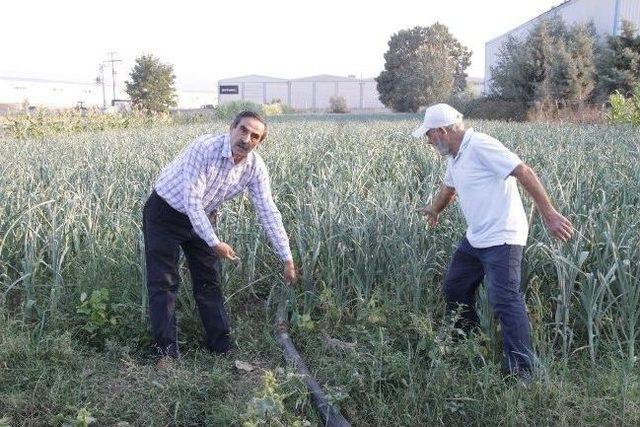 Bu Derenin Suyuyla Marulları Suluyorlar