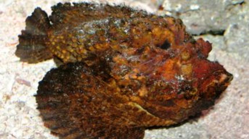 D&uuml;nyanın En Zehirli Balığı İstanbul&rsquo;da