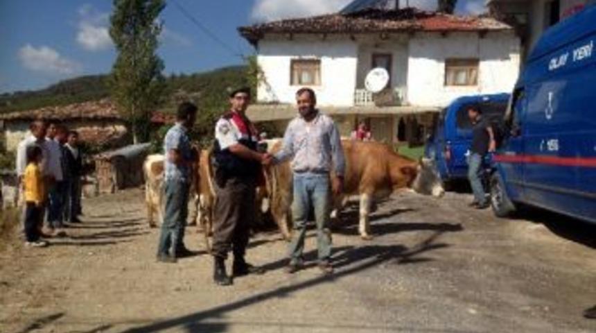 Jandarmadan B&uuml;y&uuml;kbaş Hayvan Operasyonu