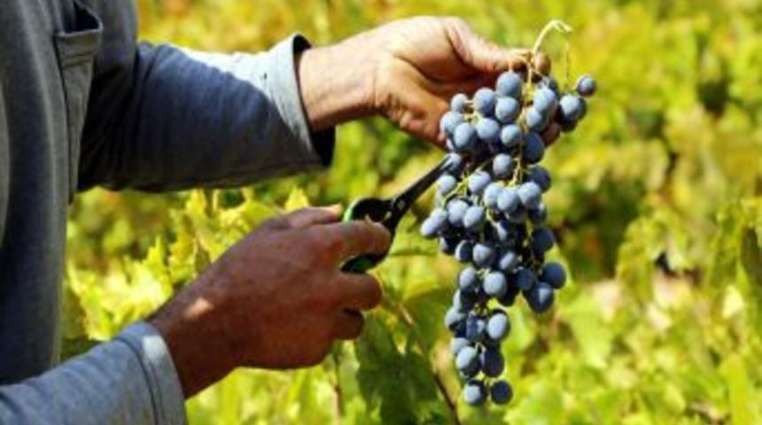 K&ouml;hn&uuml; &Uuml;z&uuml;m&uuml;nde Hasat D&ouml;nemi