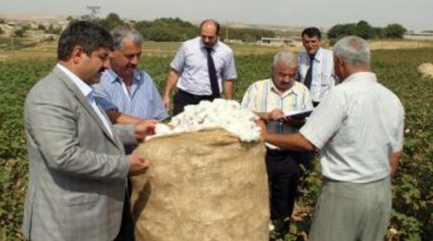 Kirliliği &Ouml;nlemek I&ccedil;in Pamuk Tarlada Denetleniyor